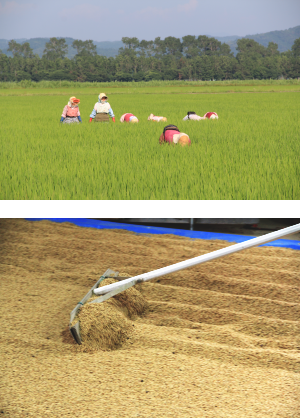 自然乾燥米
