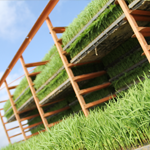 あきたこまち栽培　花塚農場